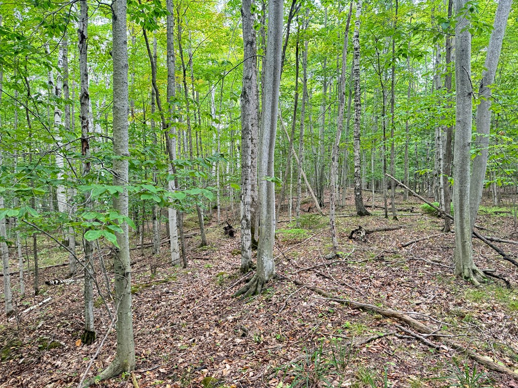 5-acres Logerquist Road Baileys Harbor, WI 54202 - Photo 10 of 13