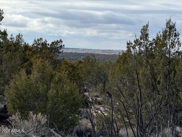 a view of a city and a forest