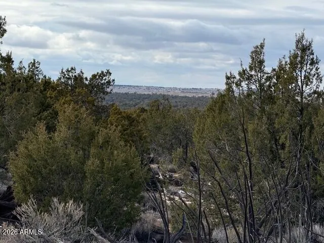 a view of a city and a forest