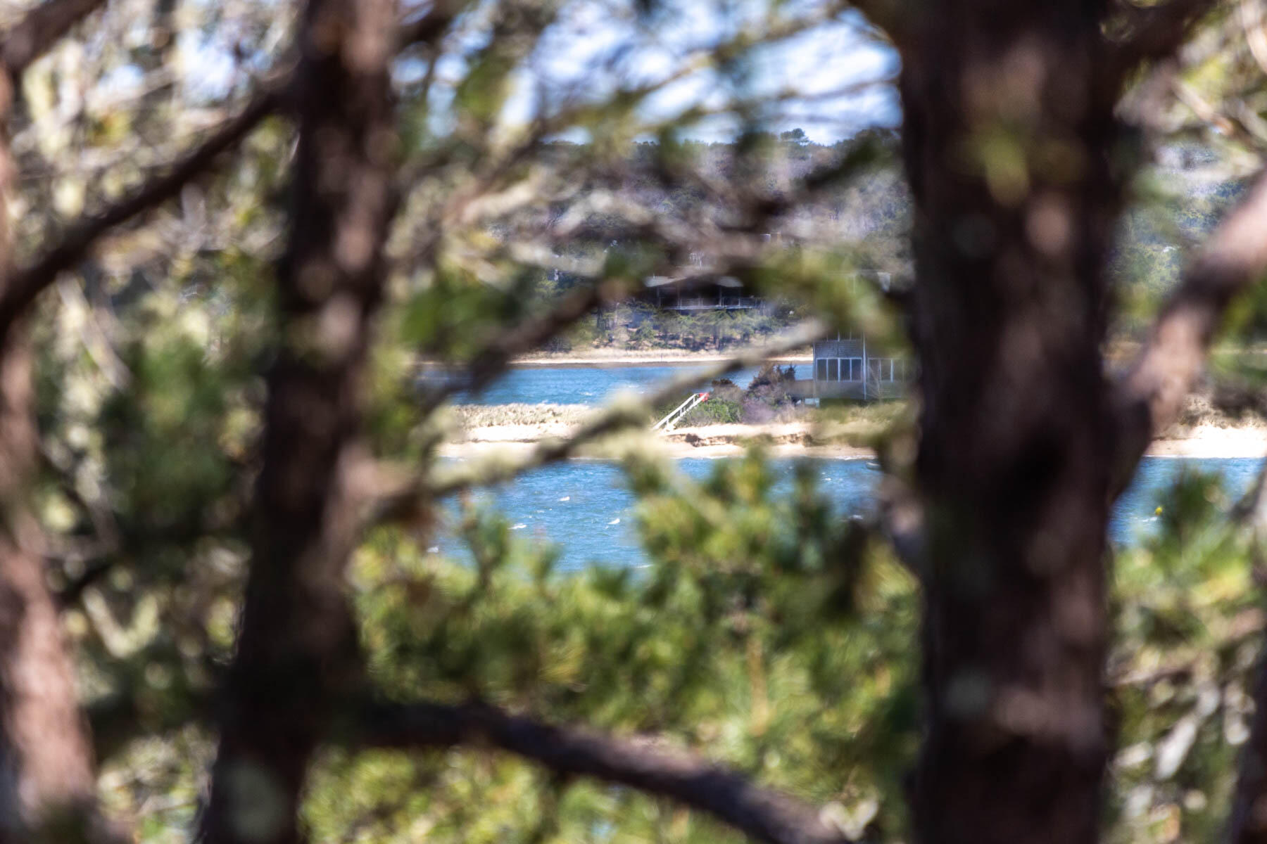 1075 3rd Avenue Wellfleet, MA 02667 - Photo 74 of 87 a view of a tree