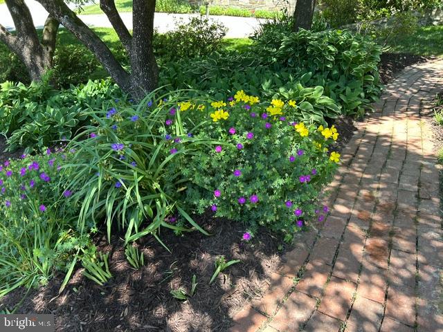 6324 Lenox Road Bethesda, MD 20817 - Photo 33 of 40 Welcoming pathway to the backyard in late spring
