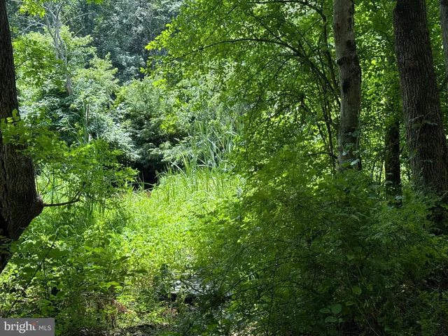 a view of a lush green forest