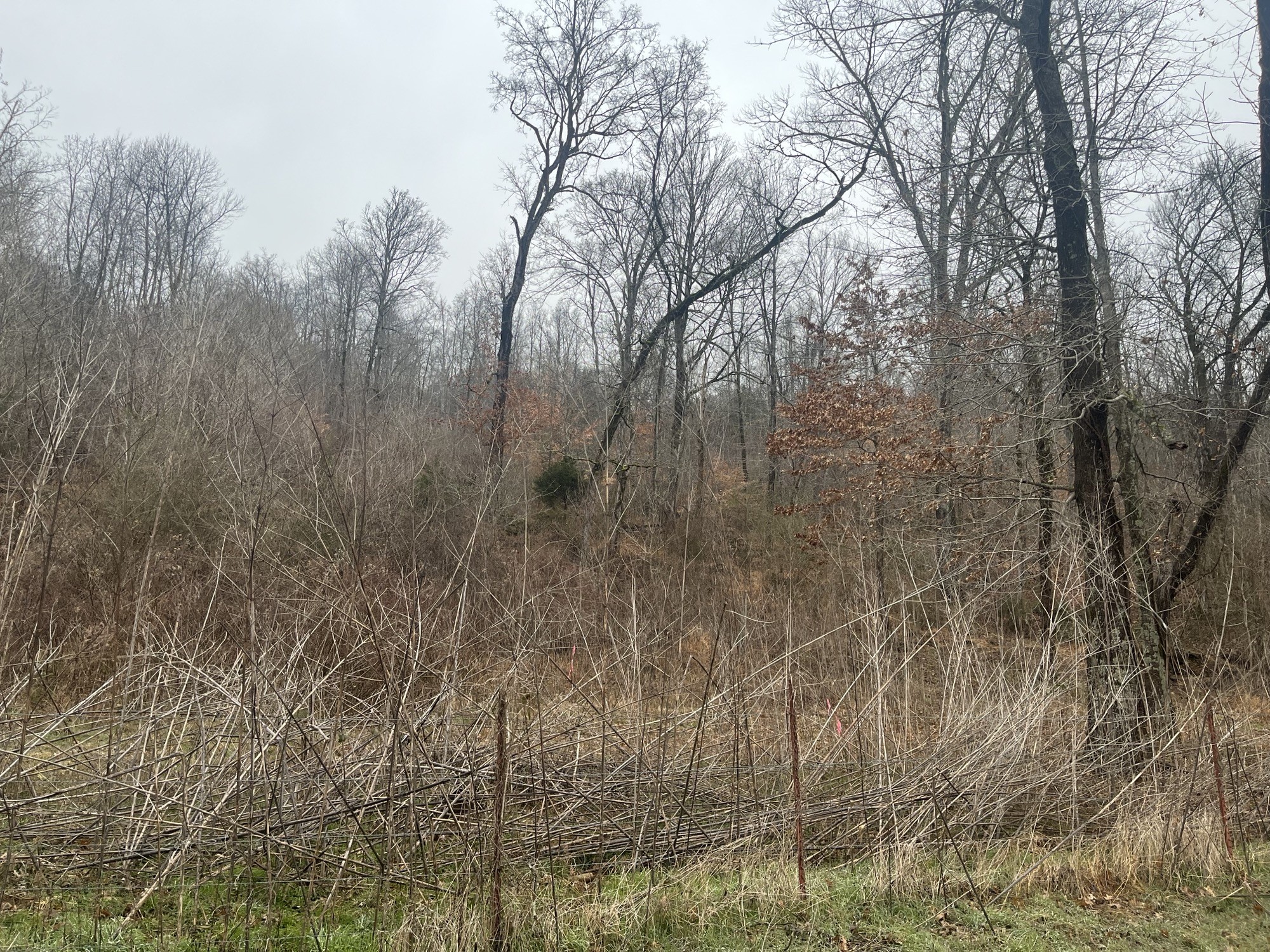 0 Cathcart Road Frankewing, TN 38459 - Photo 7 of 15 Gallery Image 7