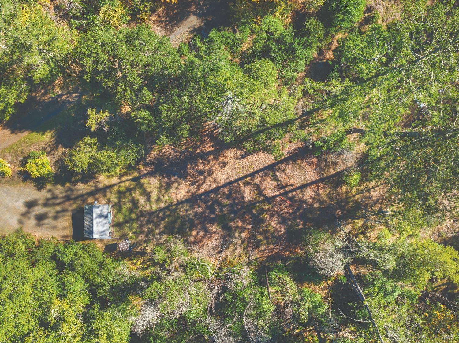 6581 St Helena Road Santa Rosa, CA 95404 - Photo 12 of 33 a picture of tree