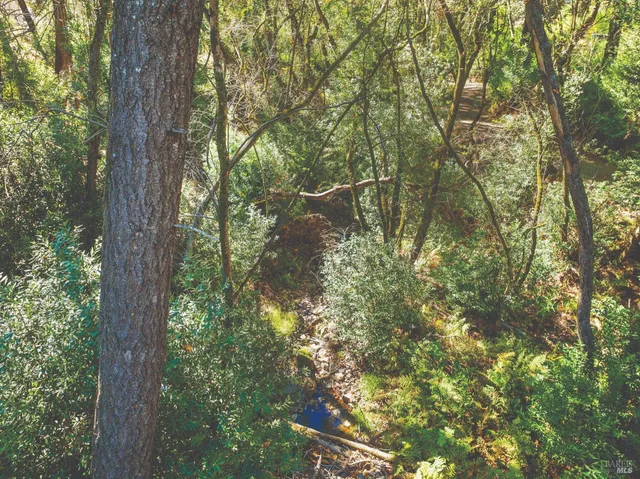 a view of a forest that has a tree