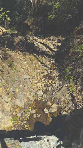 a view of a tree with wooden fence