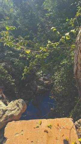 a view of a back yard