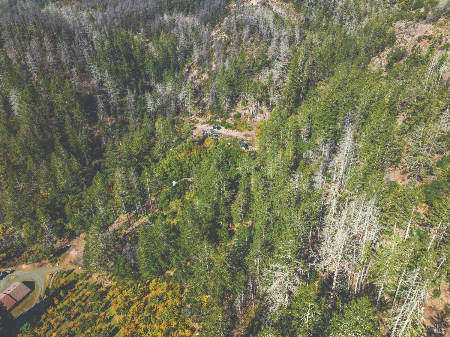 6581 St Helena Road Santa Rosa, CA 95404 - Photo 32 of 33 a close view of a forest