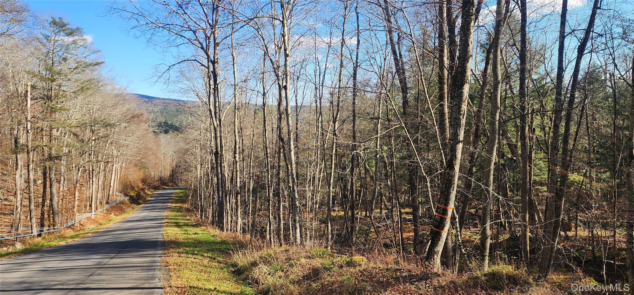 View of road with a forest view