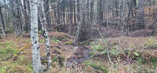a big yard with lots of plants and trees