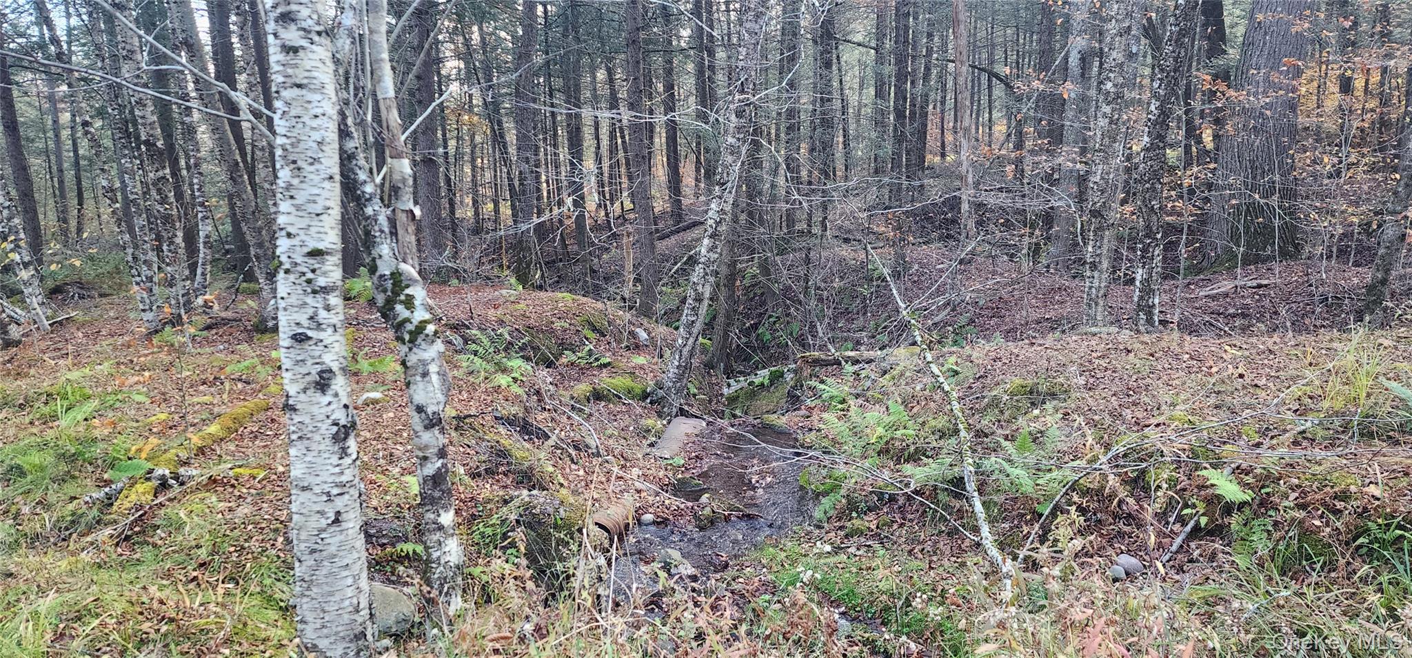 0 Hunter Road Livingston Manor, NY 12758 - Photo 11 of 18 View of nature