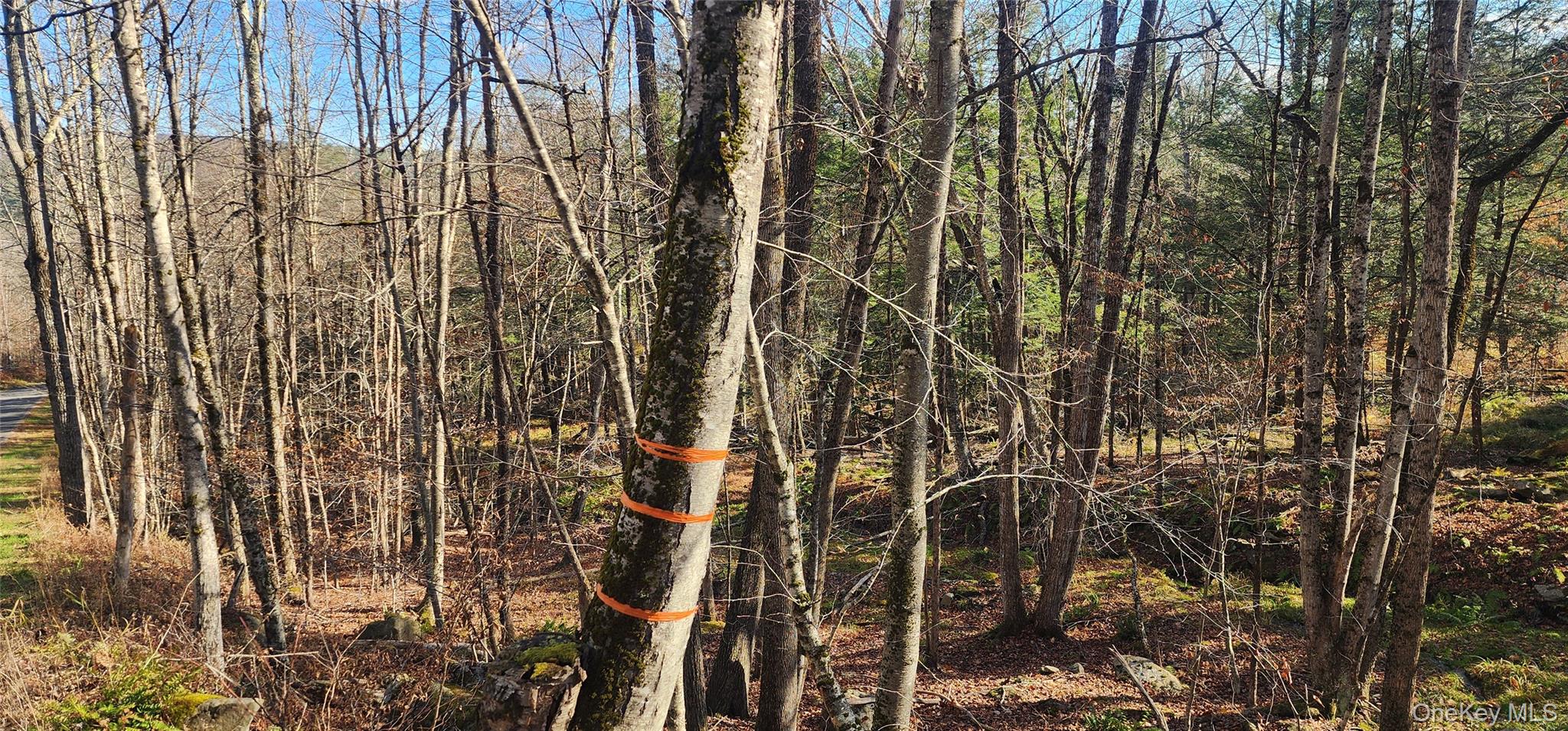 0 Hunter Road Livingston Manor, NY 12758 - Photo 13 of 18 View of undeveloped land