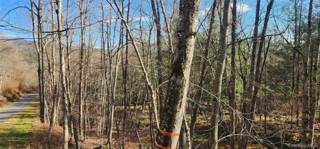 a view of a trees in a forest