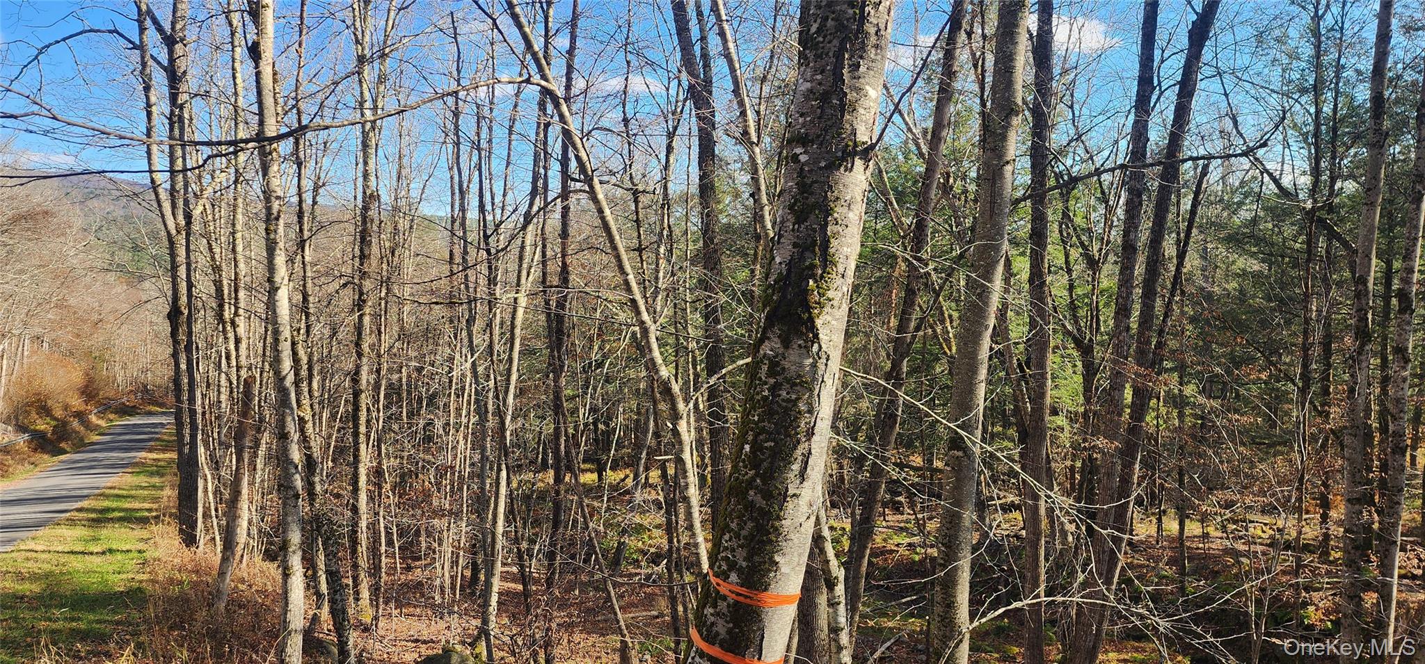 0 Hunter Road Livingston Manor, NY 12758 - Photo 14 of 18 View of tree filled area