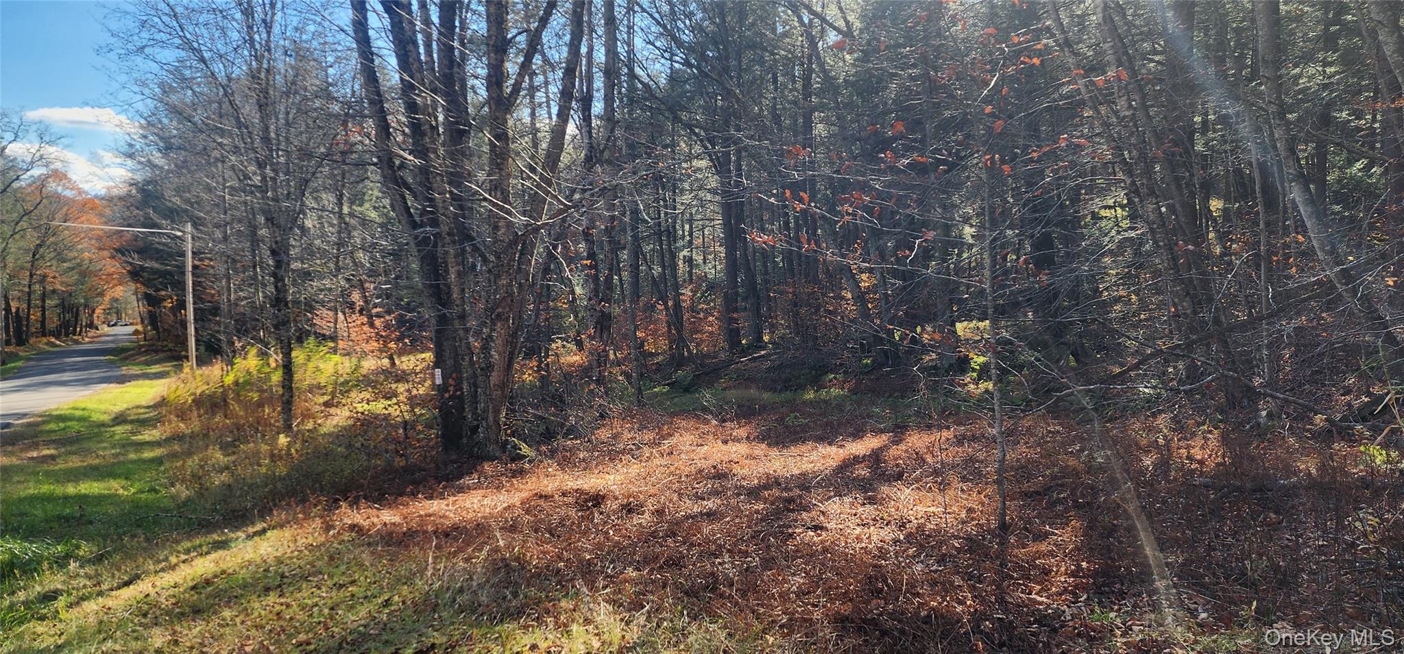 0 Hunter Road Livingston Manor, NY 12758 - Photo 7 of 18 View of tree filled area