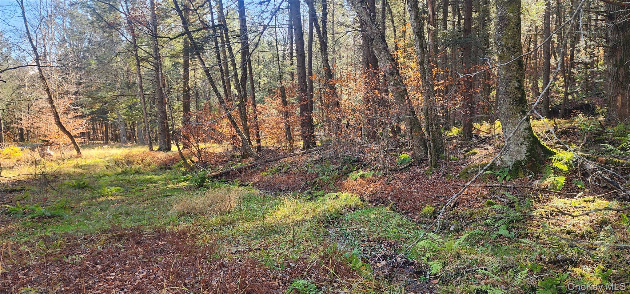 0 Hunter Road Livingston Manor, NY 12758 - Photo 9 of 18 View of tree filled area