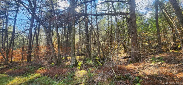 a view of a yard with large trees