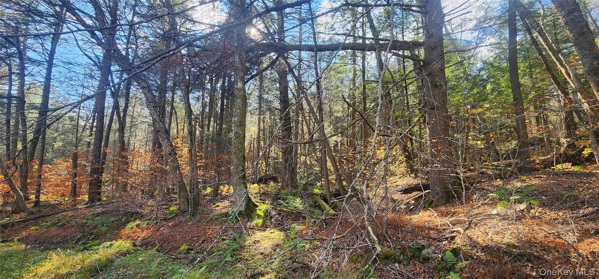 0 Hunter Road Livingston Manor, NY 12758 - Photo 10 of 18 View of wooded area