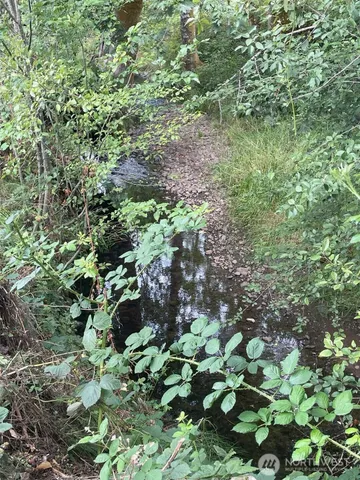 a view of a forest with a tree