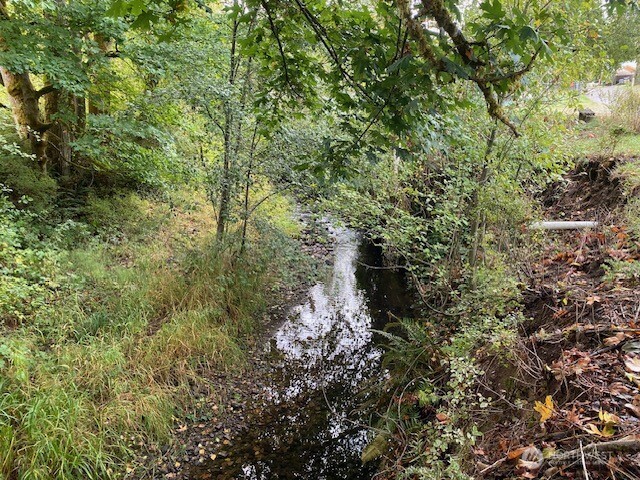 200 Madison Street Ryderwood, WA 98581 - Photo 17 of 26 a view of a forest with a tree