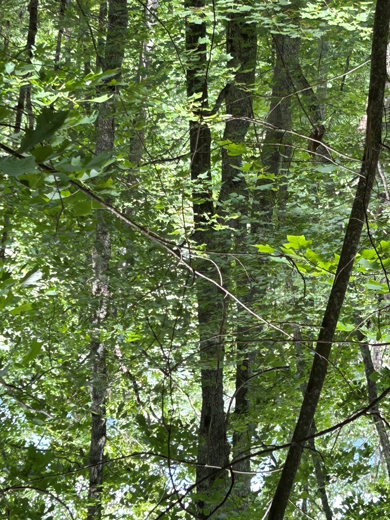 0 Ten Ten Pointe Trail Murphy, NC 28906 - Photo 2 of 3