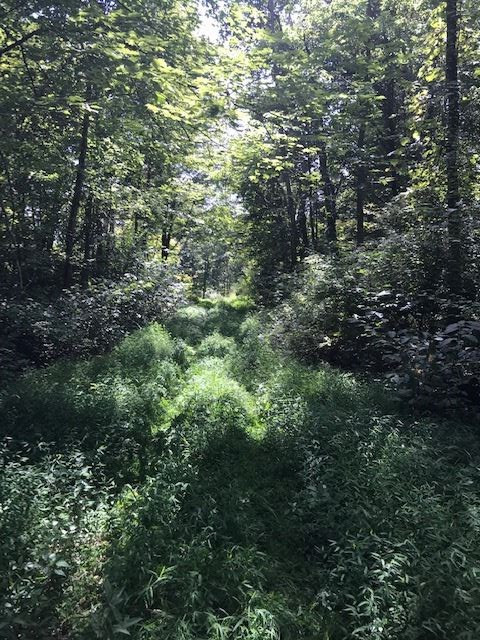 158-acres Eagle Tunnel Road Dry Ridge, KY 41035 - Photo 18 of 22 Gallery Image 18