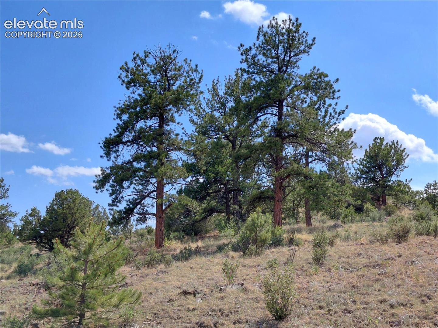 70 Owls Nest Road Guffey, CO 80820 - Photo 24 of 26 Gallery Image 24