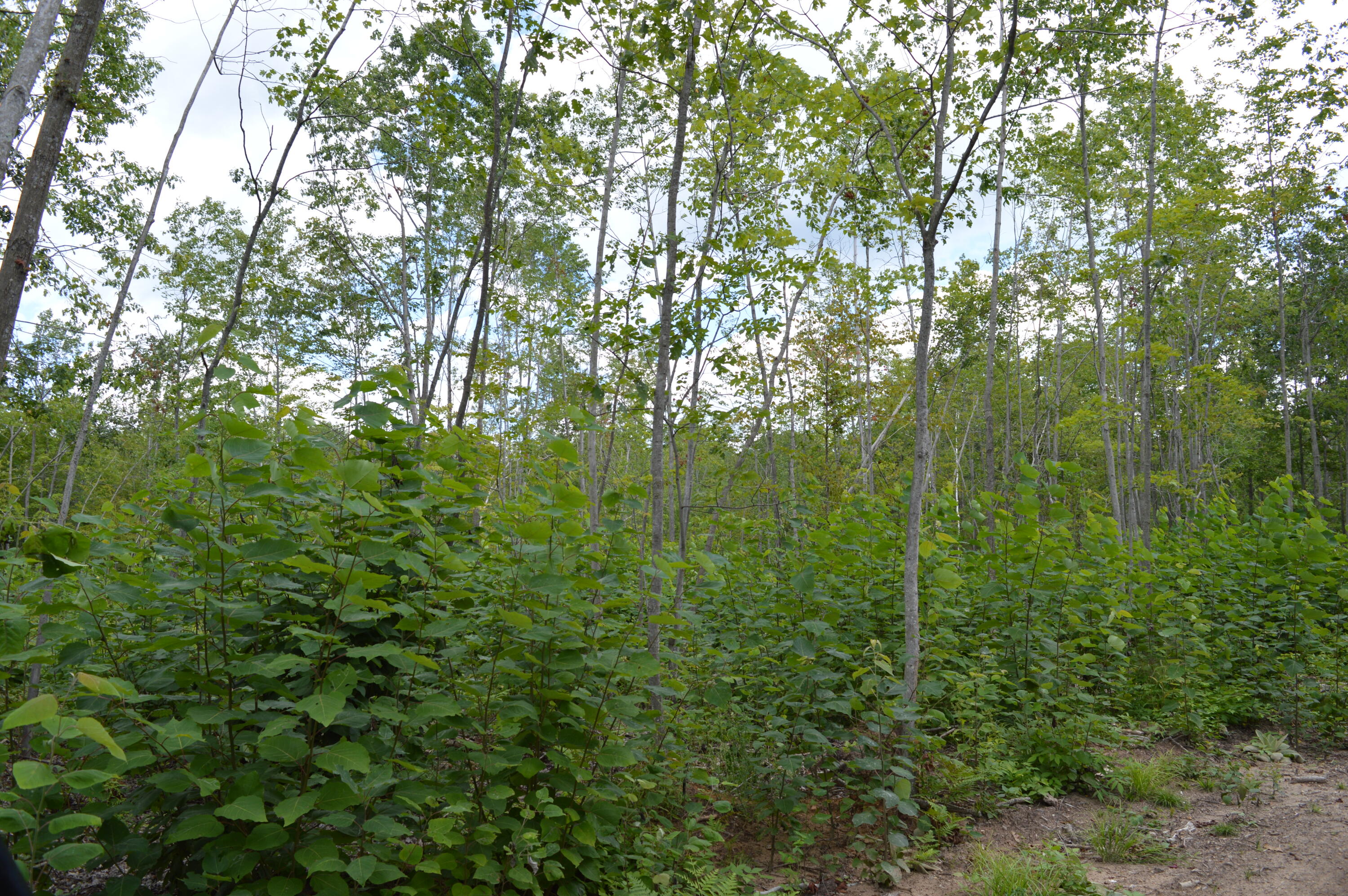 East County Line Road South Branch, MI 48761 - Photo 23 of 87 Gallery Image 23