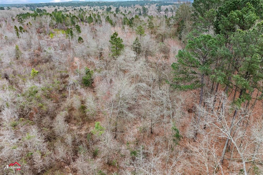 Tbd Tbd Haynes Road Marshall, TX 75670 - Photo 22 of 27 a view of a forest with a tree