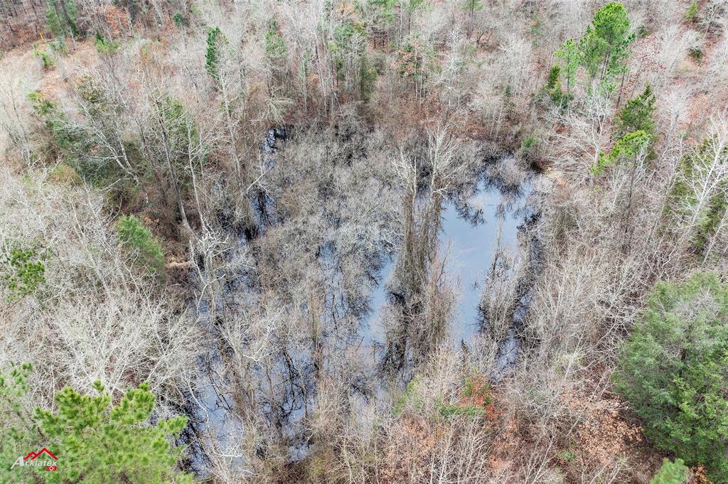 Tbd Tbd Haynes Road Marshall, TX 75670 - Photo 24 of 27 a close up of a plant