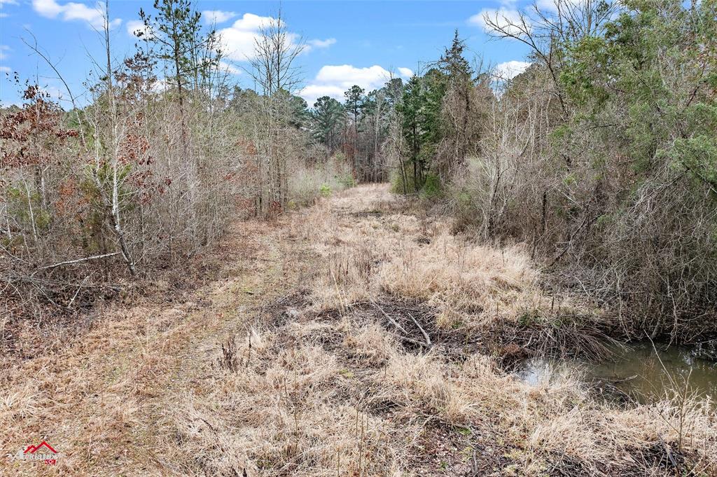 Tbd Tbd Haynes Road Marshall, TX 75670 - Photo 8 of 27 a view of a forest with trees in the background