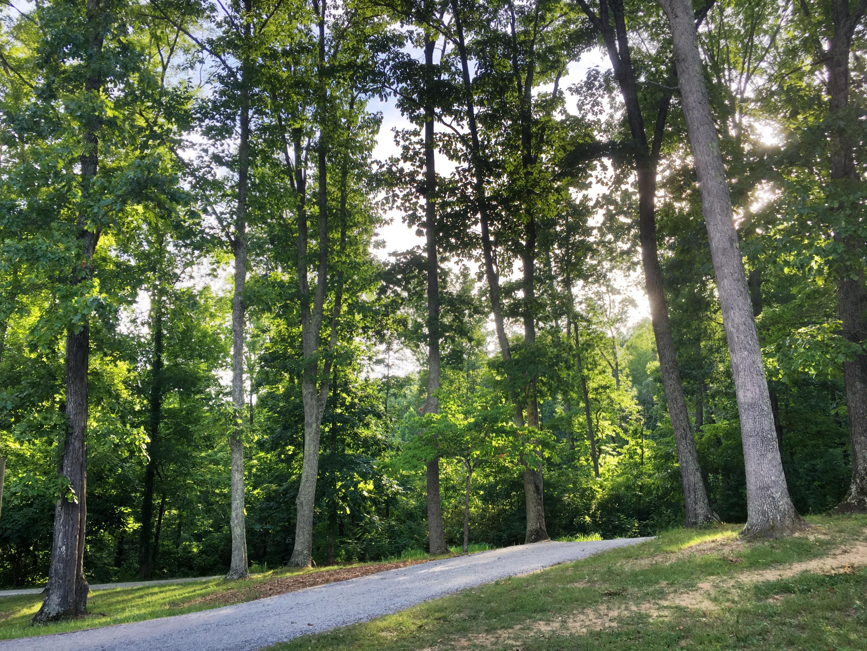 607 Merritt Road Washburn, TN 37888 - Photo 33 of 40 Beautiful Wooded Views