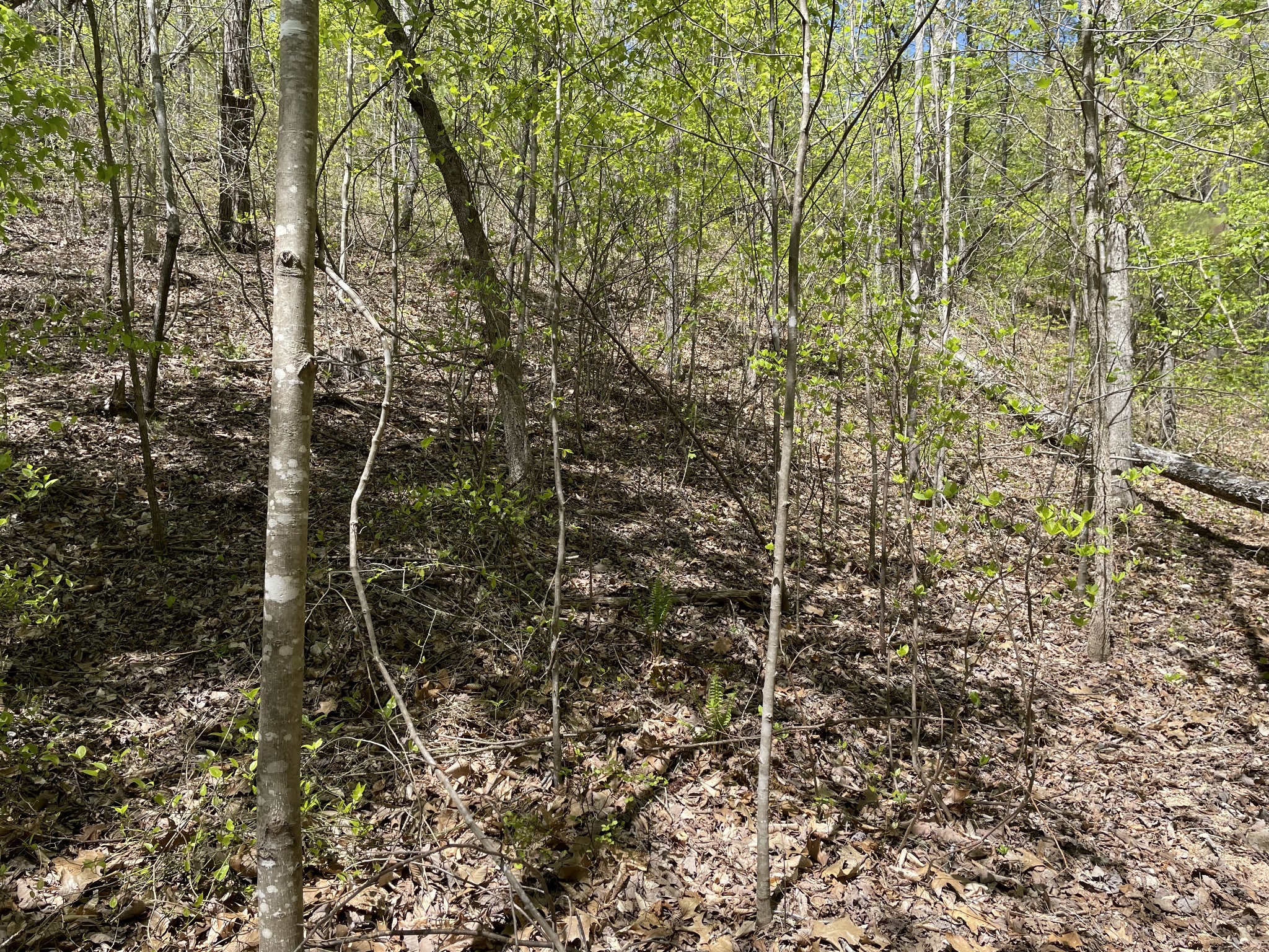 0 Mayberry Spur Road Linden, TN 37096 - Photo 3 of 14 Gallery Image 3