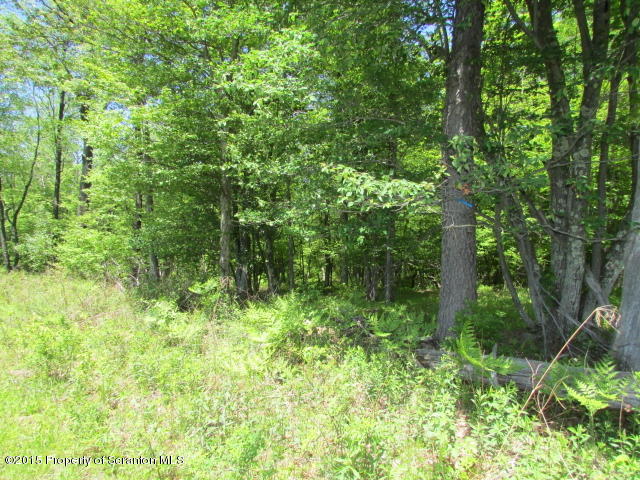 10 Ash Gap Road Moscow, PA 18444 - Photo 25 of 25 a view of a lush green forest
