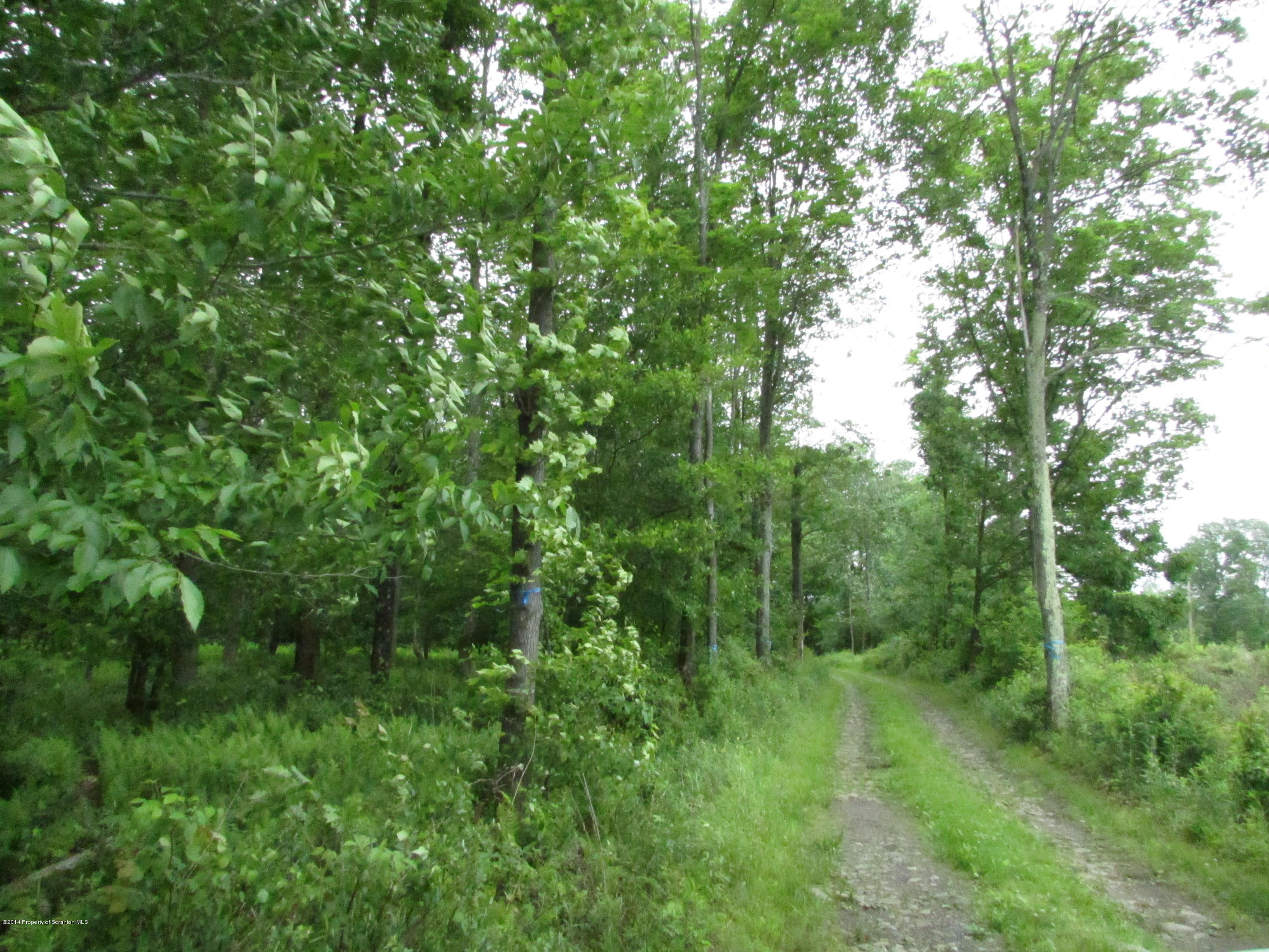 10 Ash Gap Road Moscow, PA 18444 - Photo 8 of 25 a view of a lush green forest with lots of trees
