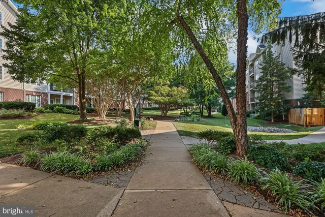 a view of a park with large trees