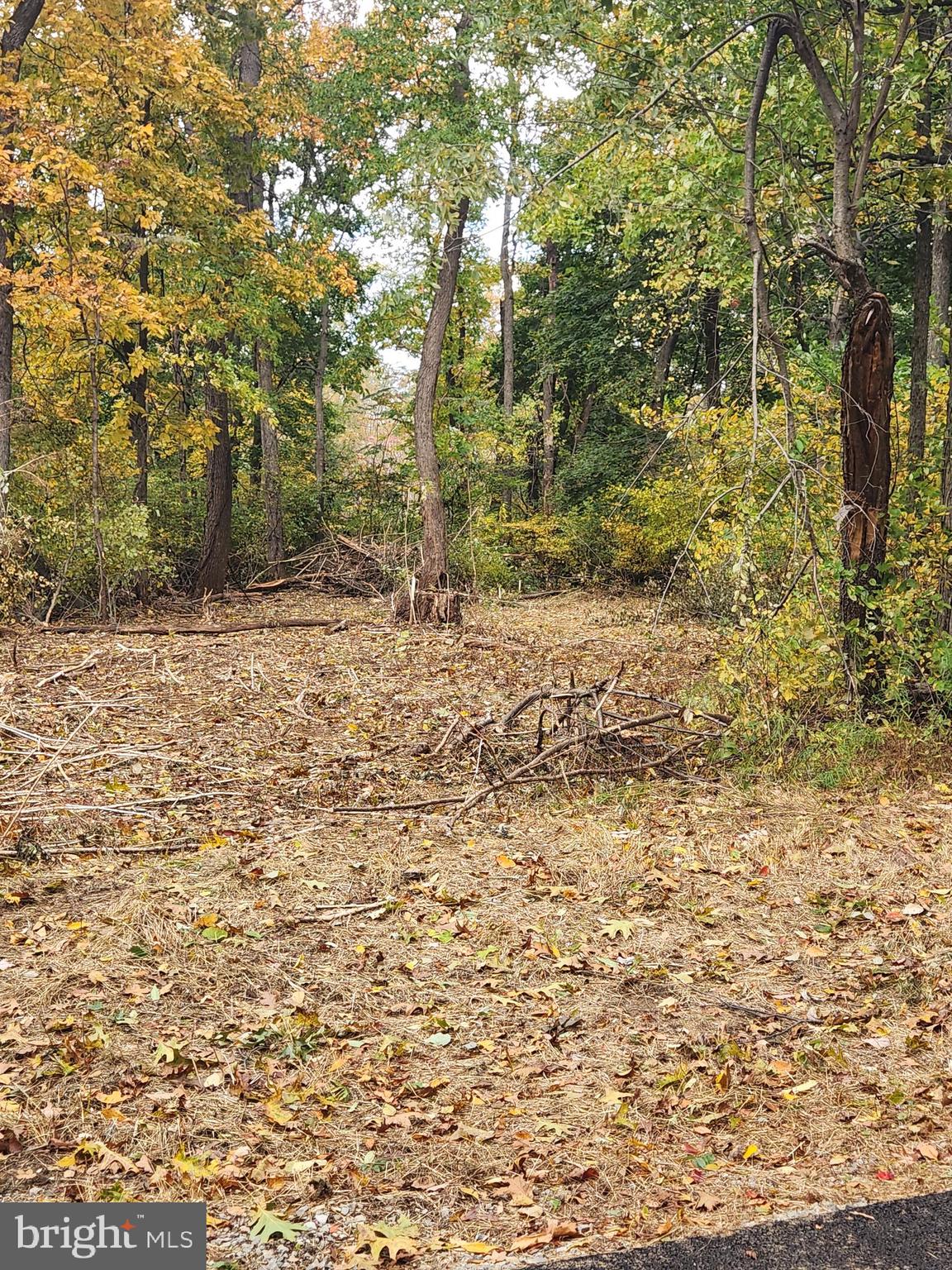 59 Mountaintop Road Cascade, MD 21719 - Photo 10 of 10 a view of a yard with a tree
