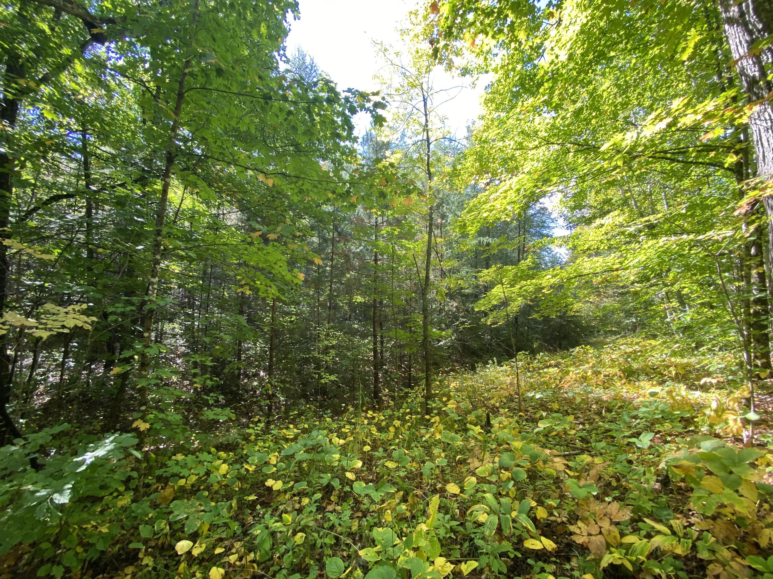 6 Sugartree Road St. David, ME 04773 - Photo 17 of 18 IMG_7285
