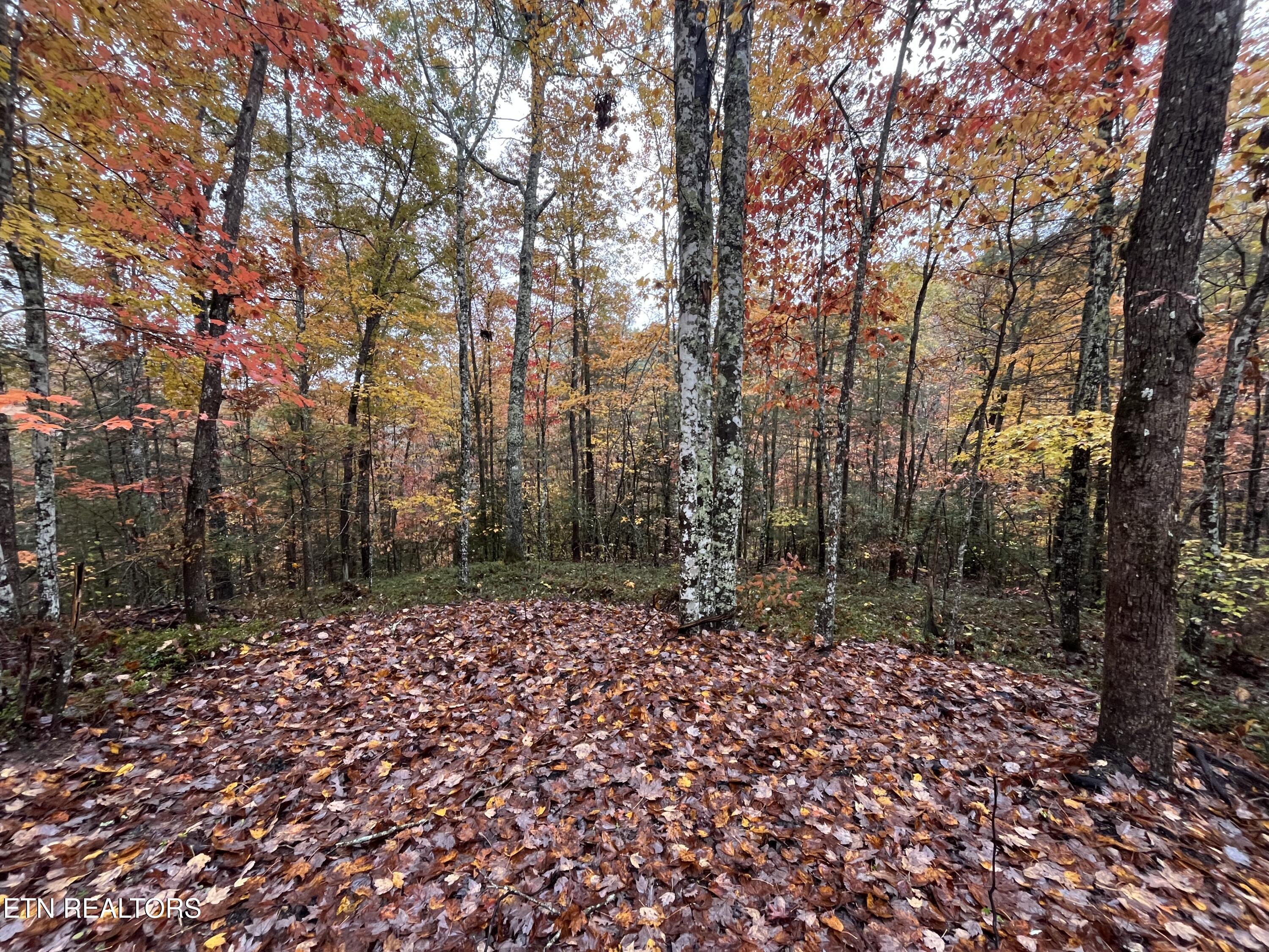 0 West Wilderness Trail Oneida, TN 37841 - Photo 7 of 10 4078CE2A-5C7D-4FAA-8DE6-66C038832267