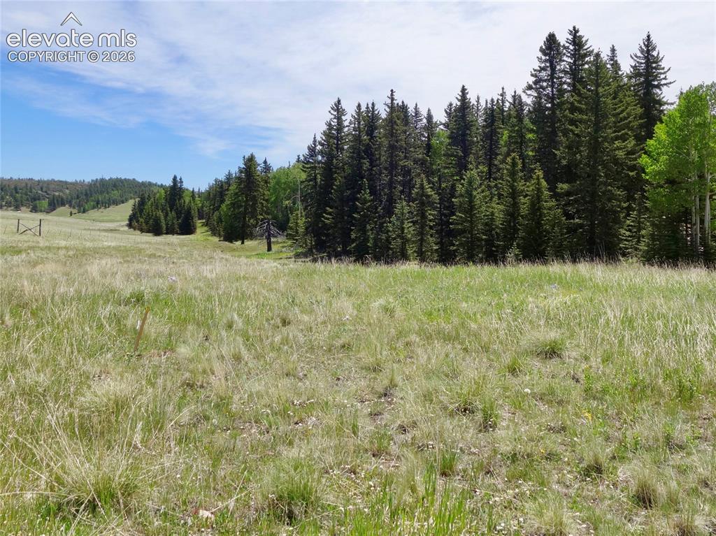 307 Pinaceae Heights Divide, CO 80814 - Photo 4 of 9