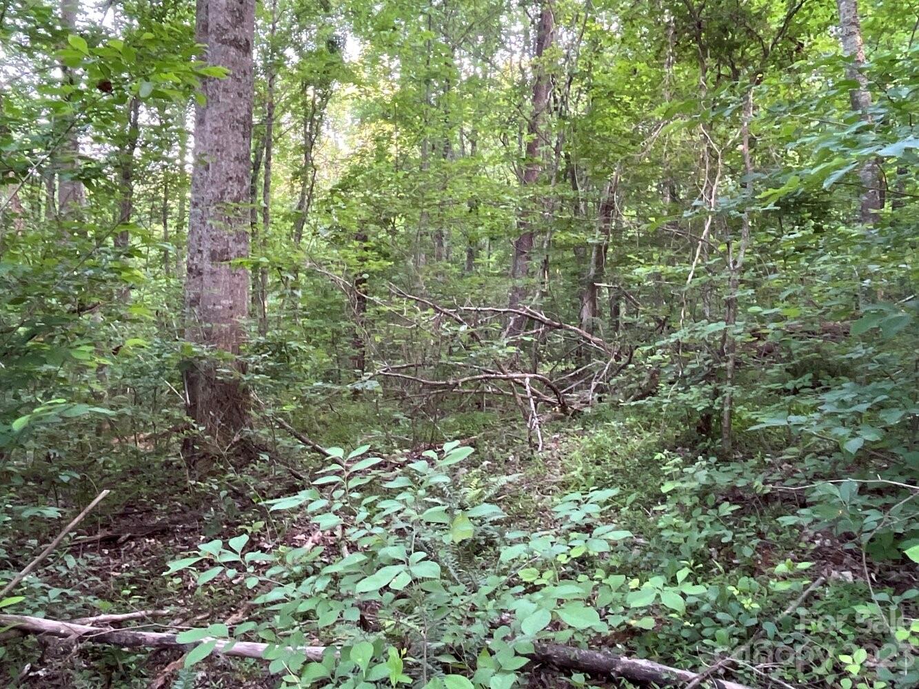 9999 Davis Cove Road Leicester, NC 28748 - Photo 11 of 15 a view of a forest with a tree