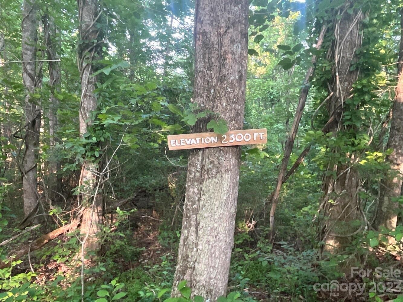 9999 Davis Cove Road Leicester, NC 28748 - Photo 13 of 15 a view of a forest with a tree