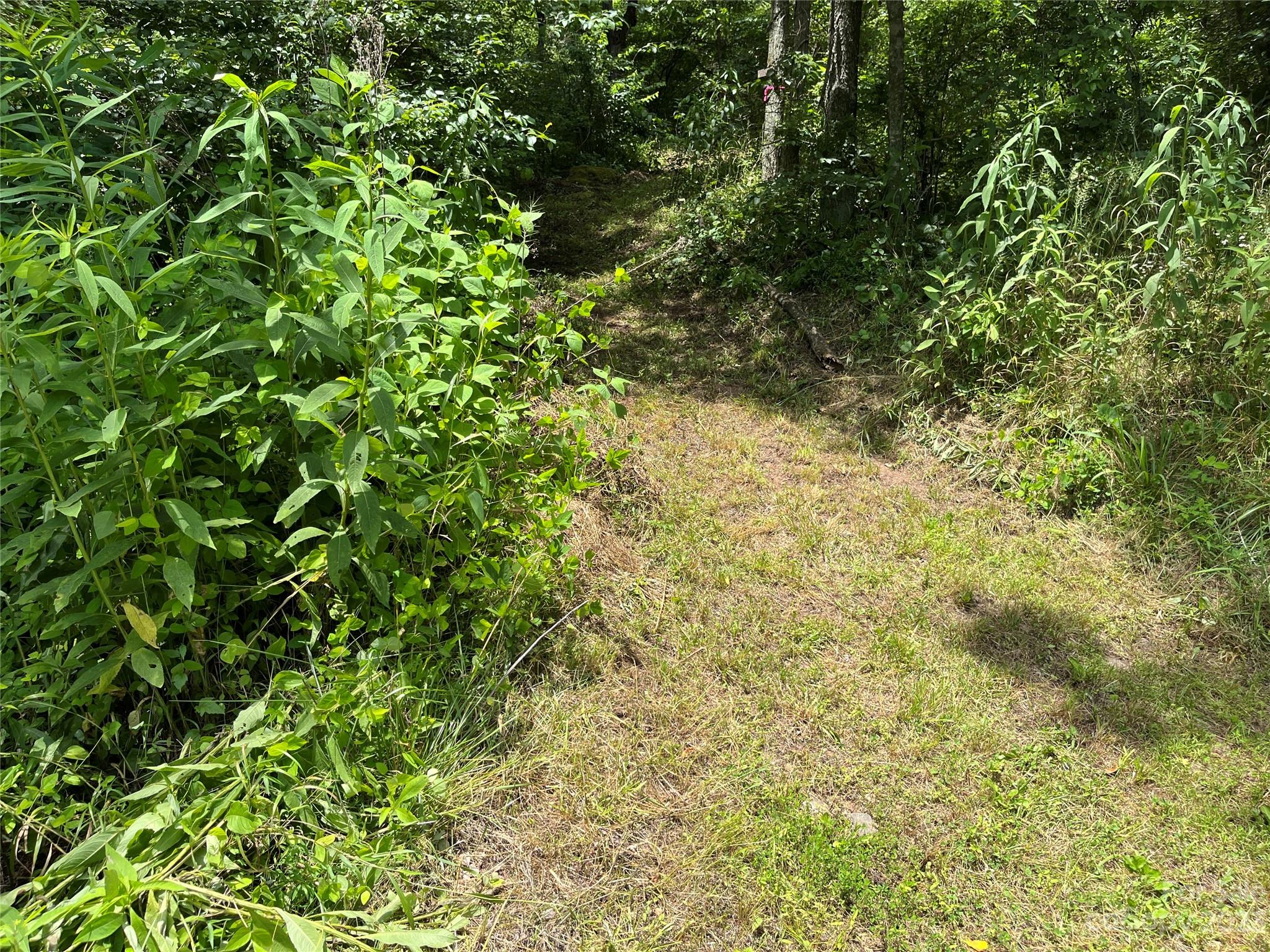 9999 Davis Cove Road Leicester, NC 28748 - Photo 3 of 15 a view of a lush green forest