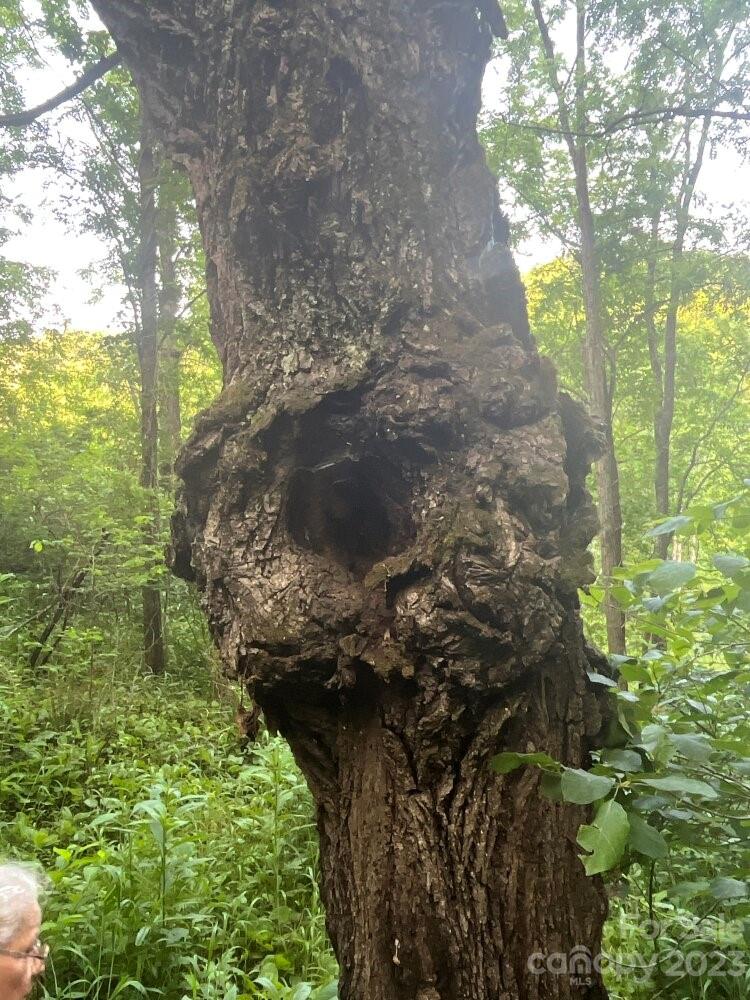 9999 Davis Cove Road Leicester, NC 28748 - Photo 6 of 15 a close up of a plant in a garden