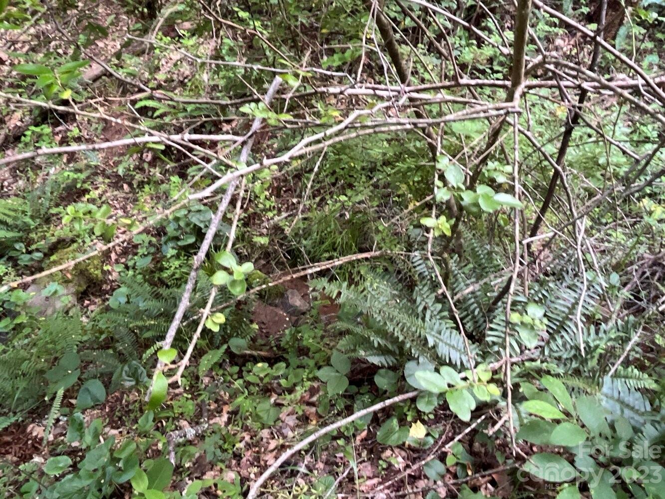 9999 Davis Cove Road Leicester, NC 28748 - Photo 8 of 15 a backyard of a house with lots of green space