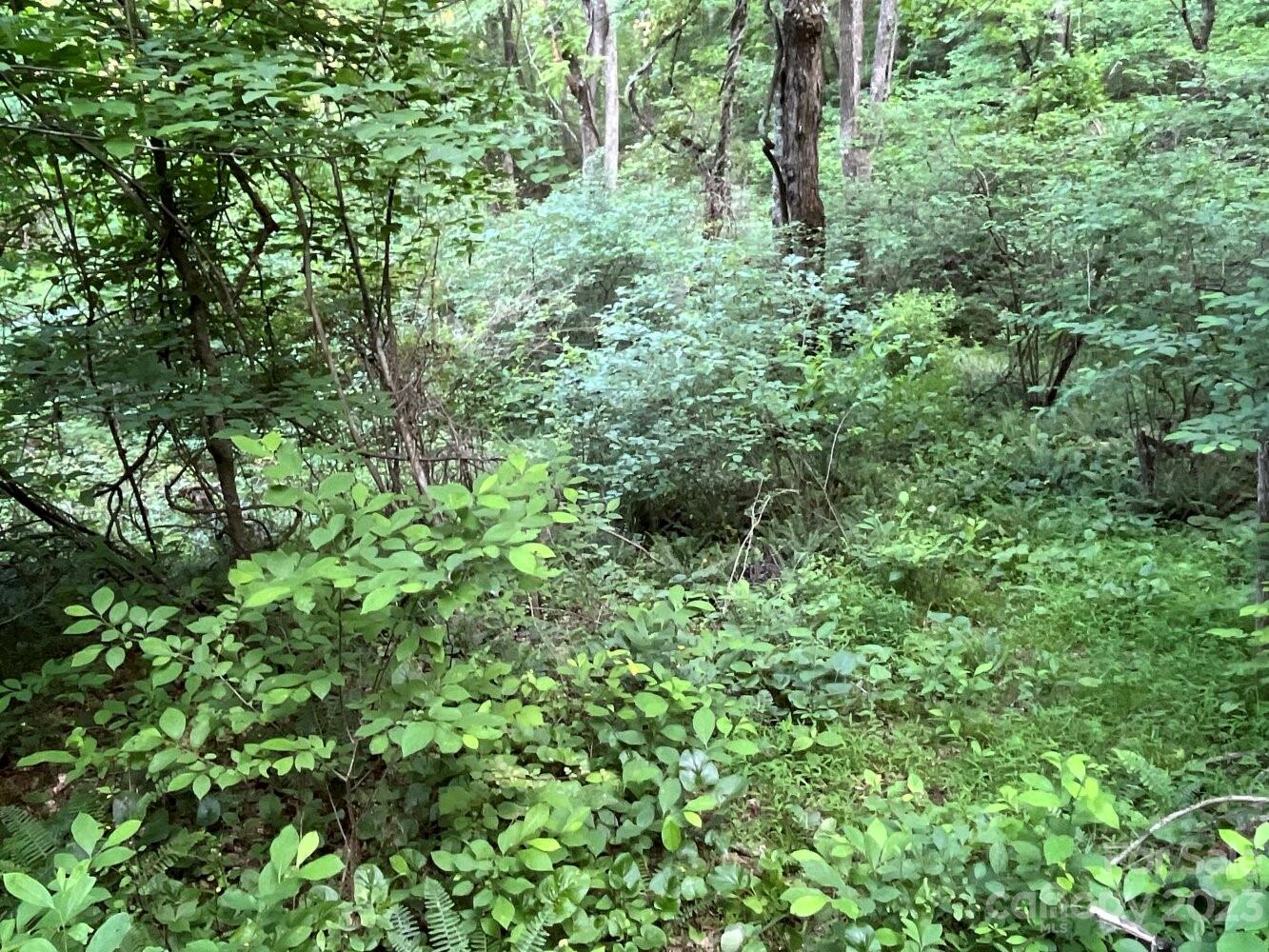 9999 Davis Cove Road Leicester, NC 28748 - Photo 9 of 15 a view of a lush green forest