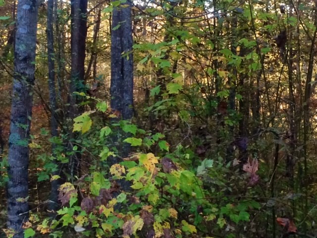 Acreage Foster Road Inman, SC 29349 - Photo 6 of 6