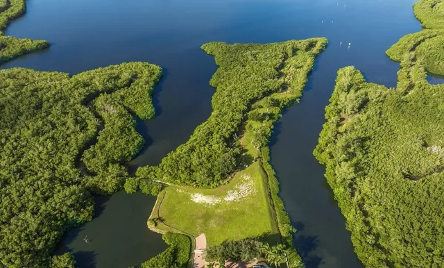 a view of a garden with plants