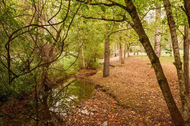 a view of a yard with plants and large trees
