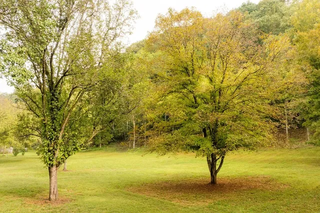 a view of outdoor space with trees